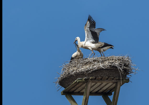 Weißstorchjunge streiten um eine Kreuzotter