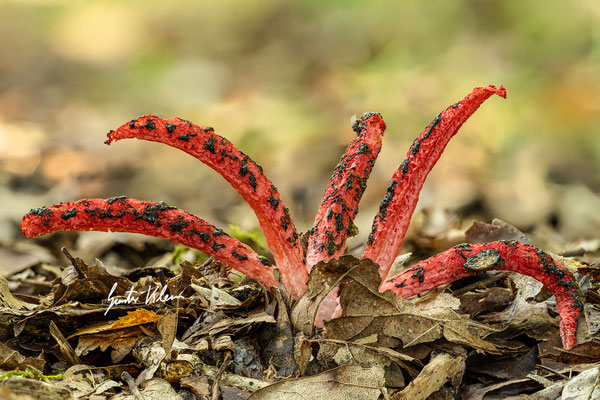 Tintenfischpilz