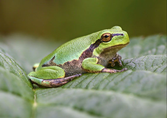 Europäischer Laubfrosch