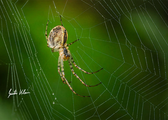 Herbstspinne