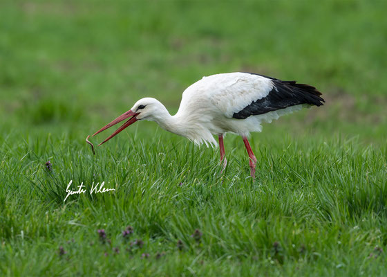 Wei8storch