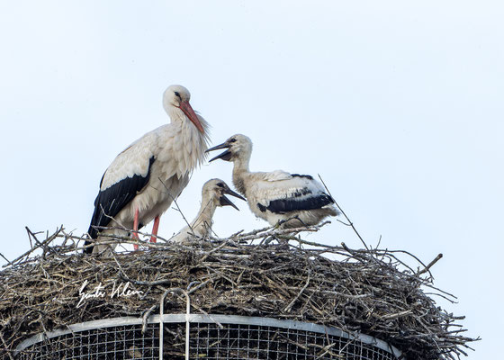 Trabitzer Weißstorch 2024