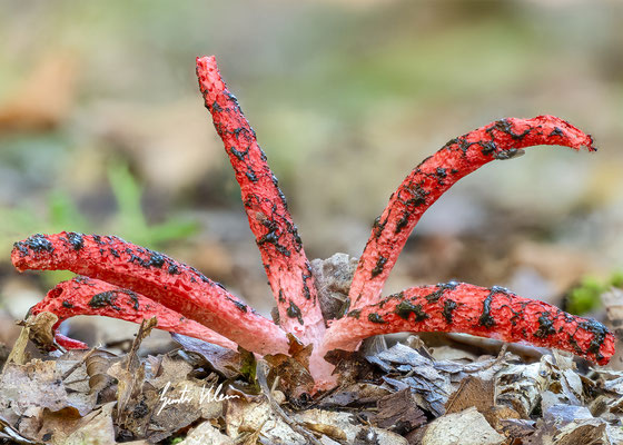 Tintenfischpilz
