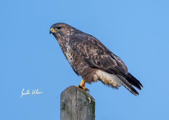 Mäusebussard