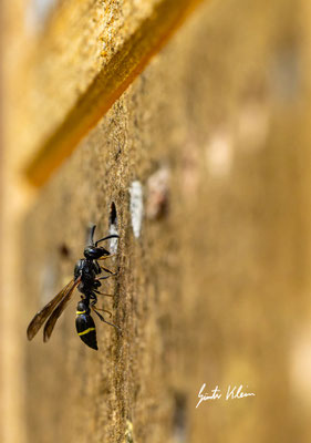 Faltenwespe