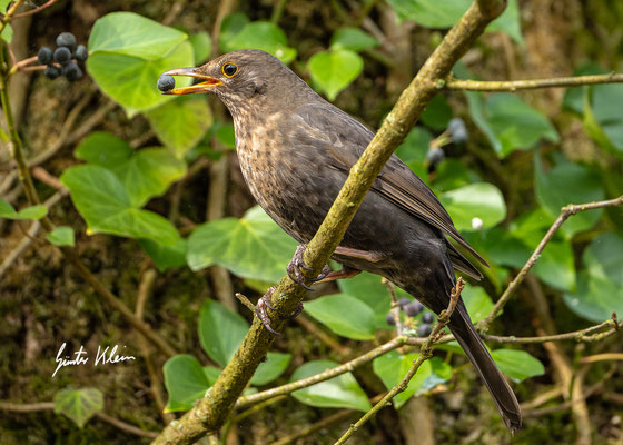 Amsel weibchen