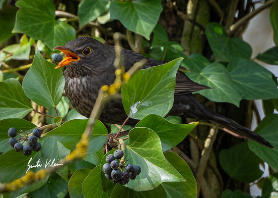 Amsel männchen