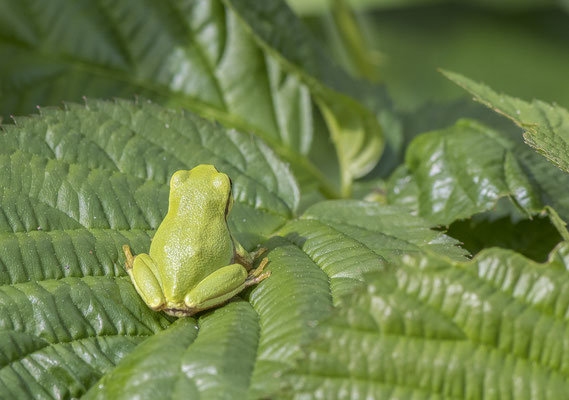 Europäischer Laubfrosch