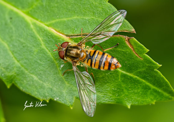 Schwebfliege