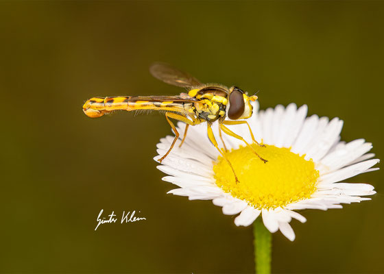 Gewöhnliche Langbauchschwebfliege