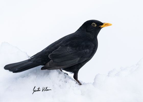 Amsel