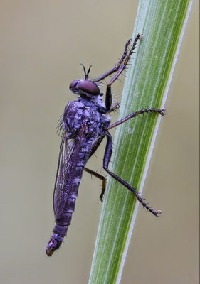 Raubfliege