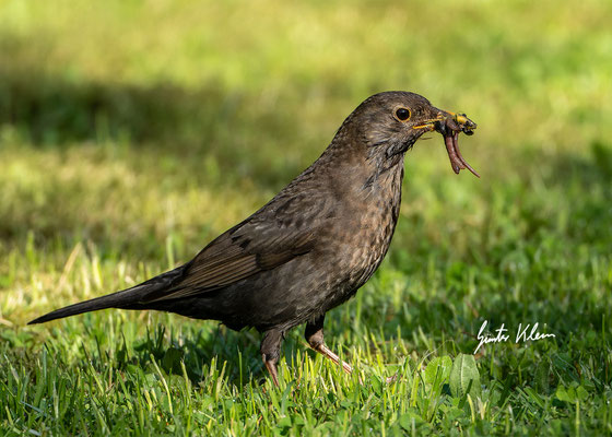 Amsel
