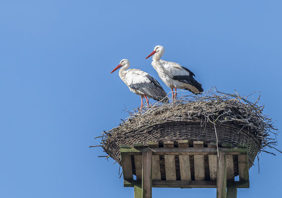 Weißstorch