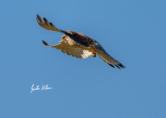 Turmfalke