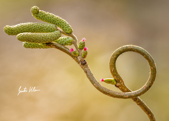 männliche und weibliche Blüte Hasel