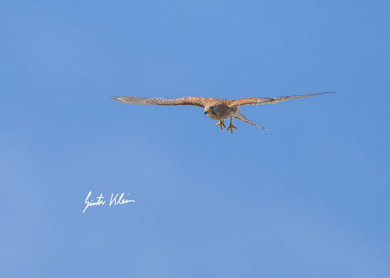 Turmfalke