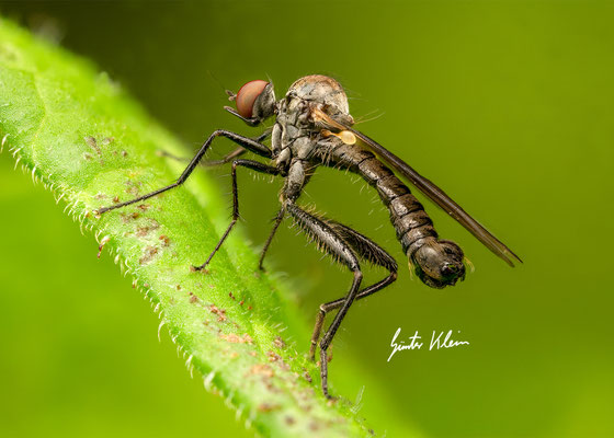 Hybos culiciformis