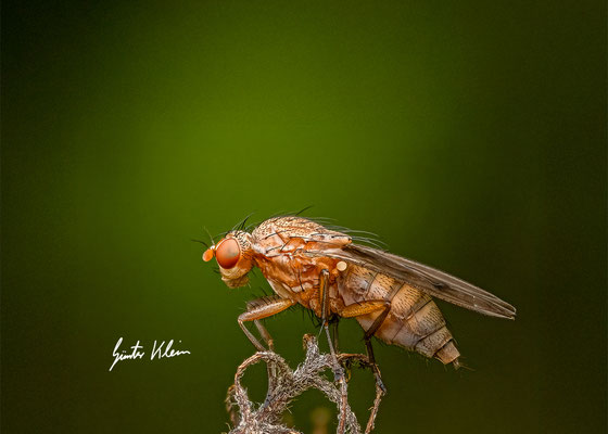 Fliege