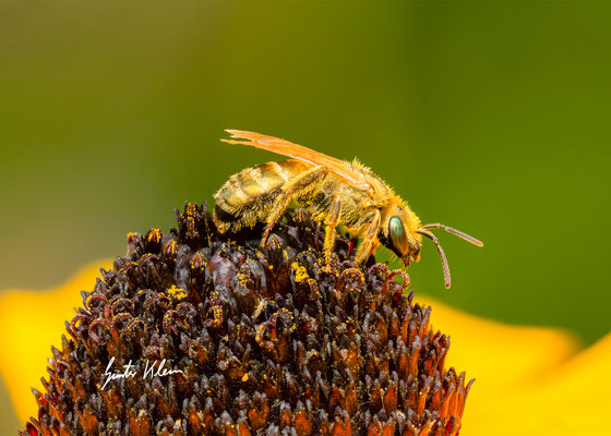 Dichtpunktierte Goldfurchenbiene
