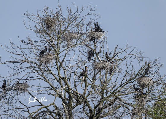 Kormoran Brutkolonie