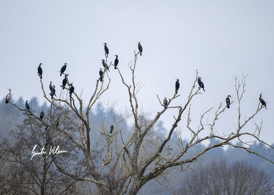 Kormoran