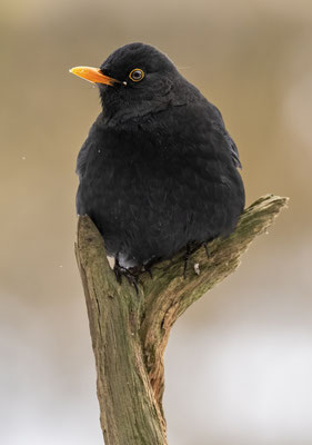 Amsel männchen