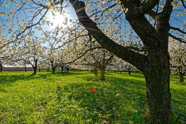 Kirschbäume bei Gräfenberg