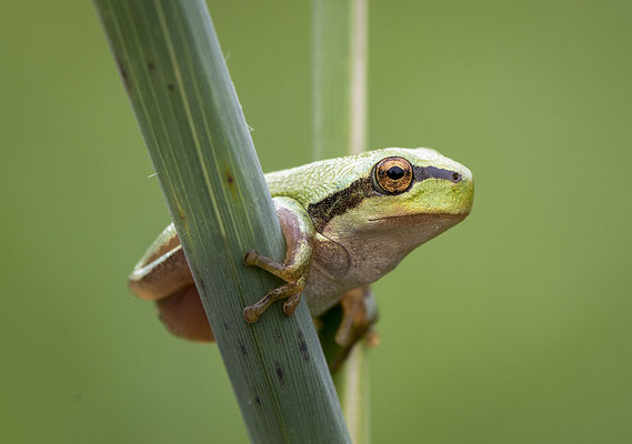 Europäischer Laubfrosch