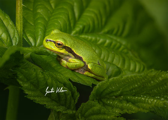 Laubfrosch