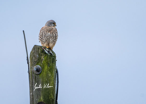 Turmfalke