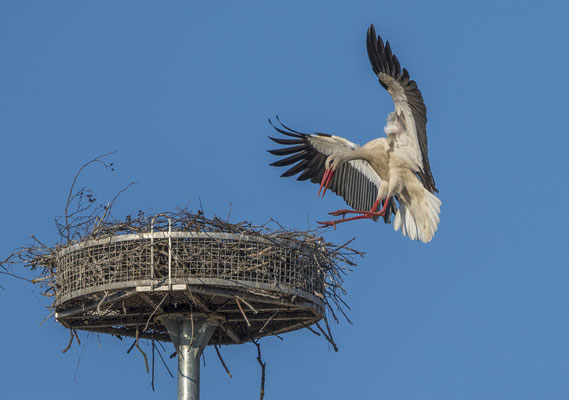 Weißstorch