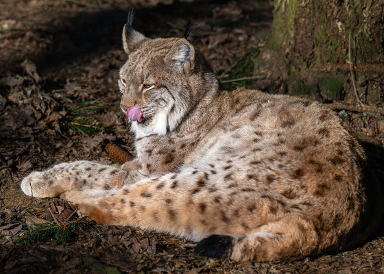 Luchs