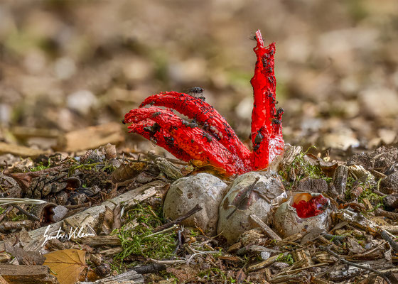 Tintenfischpilz