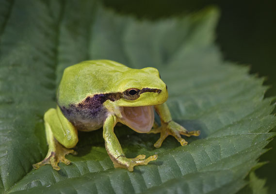 Europäischer Laubfrosch