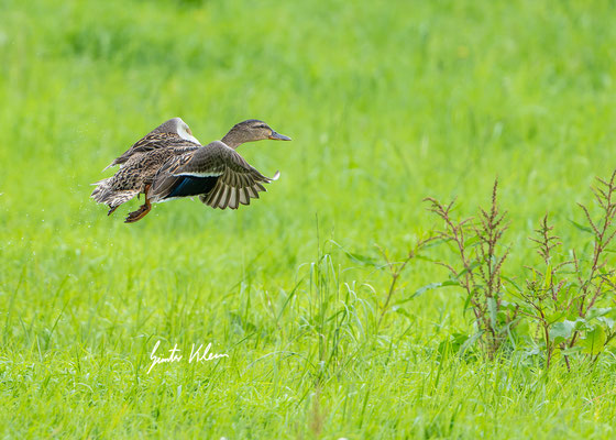 Stockente weibchen