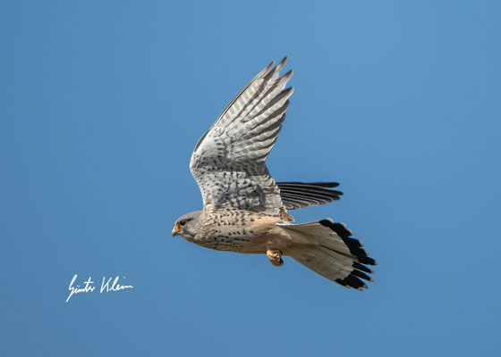 Turmfalke