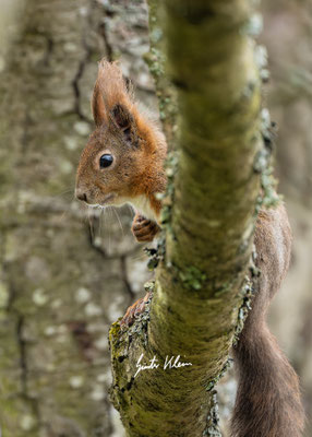 Eichhörnchen