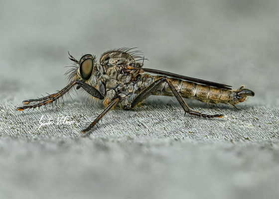 Gemeine Raubfliege