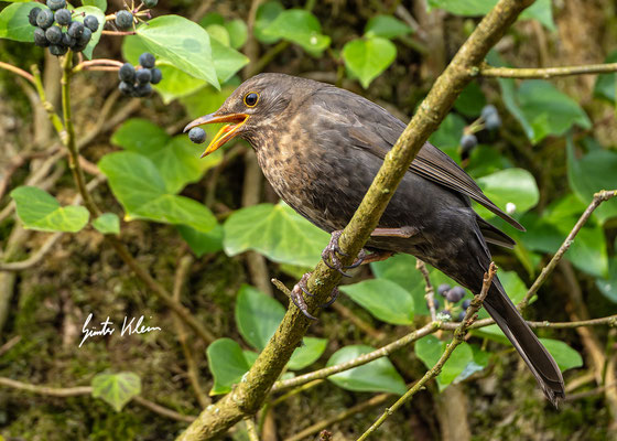 Amsel ( weibchen )