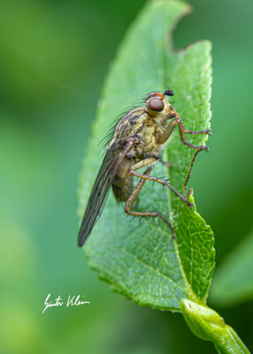 Fliege
