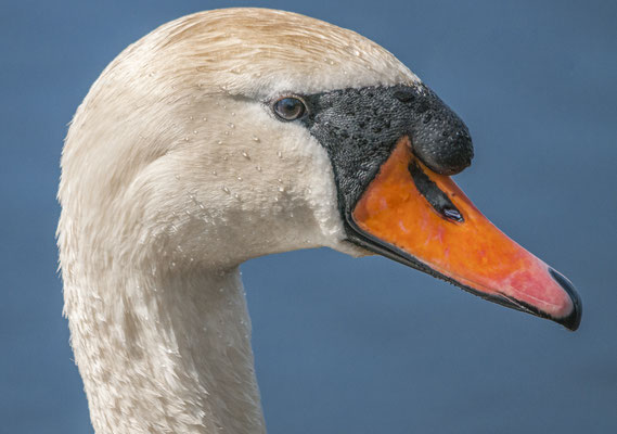 Höckerschwan