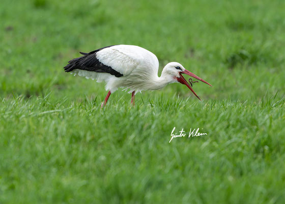 Wei8storch