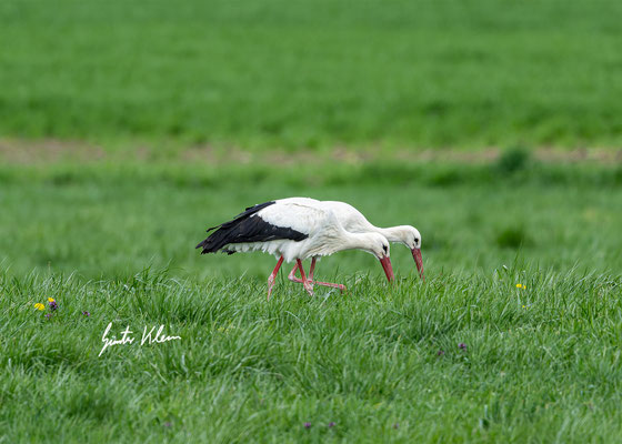 Wei8storch