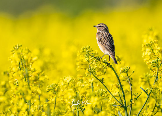 Braunkehlchen