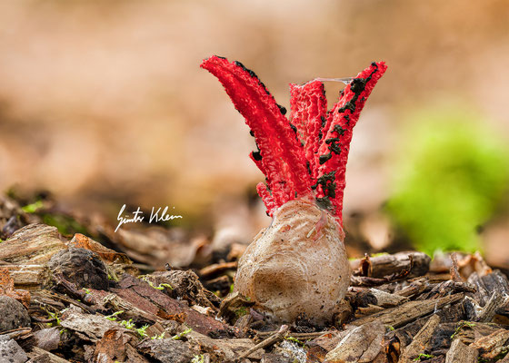 Tintenfischpilz