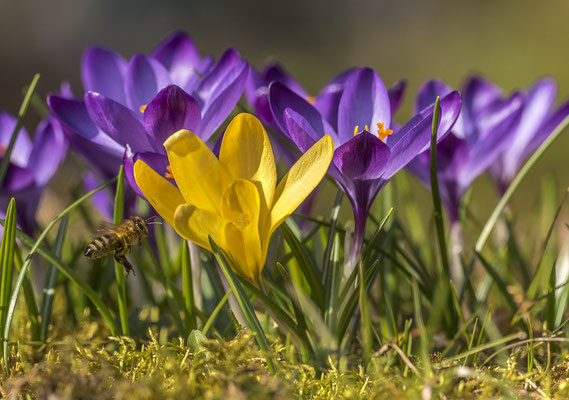 Krokus