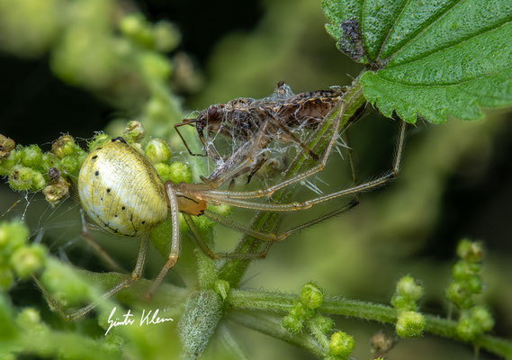 Spinne mit Beute
