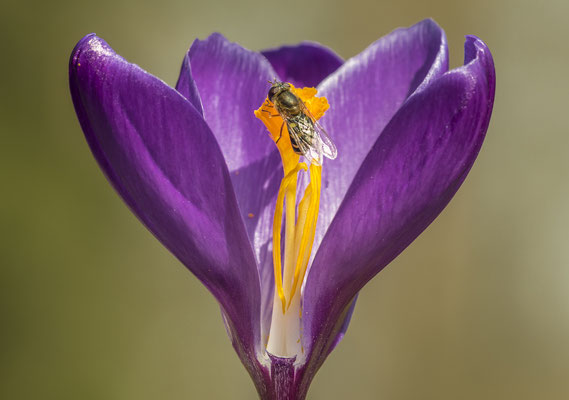 Krokus