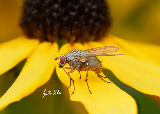 Fliege